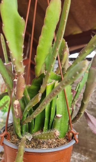 Cactus Orquídea Epiphyllum