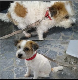 Servicio de peluquería canina en Irún