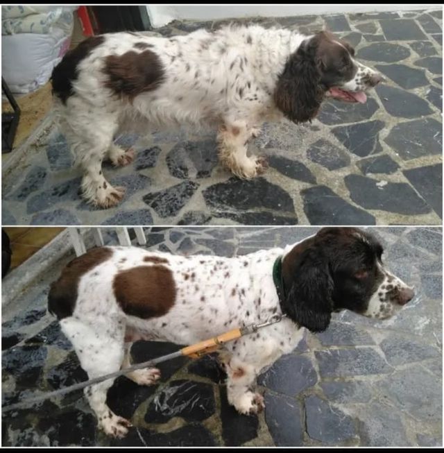 Servicio de peluquería canina en Irún