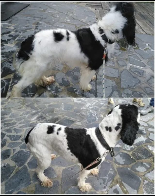 Servicio de peluquería canina en Irún