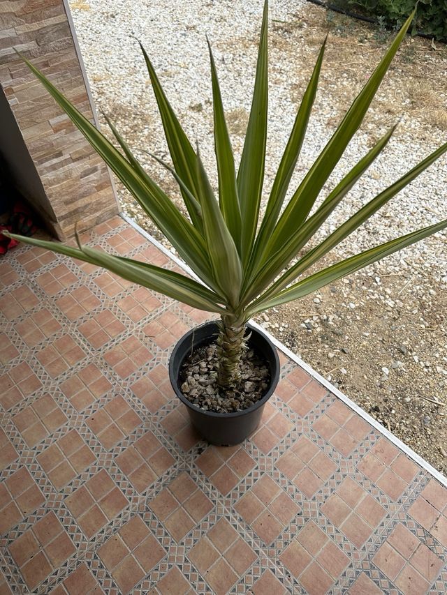 Yucca Jewel