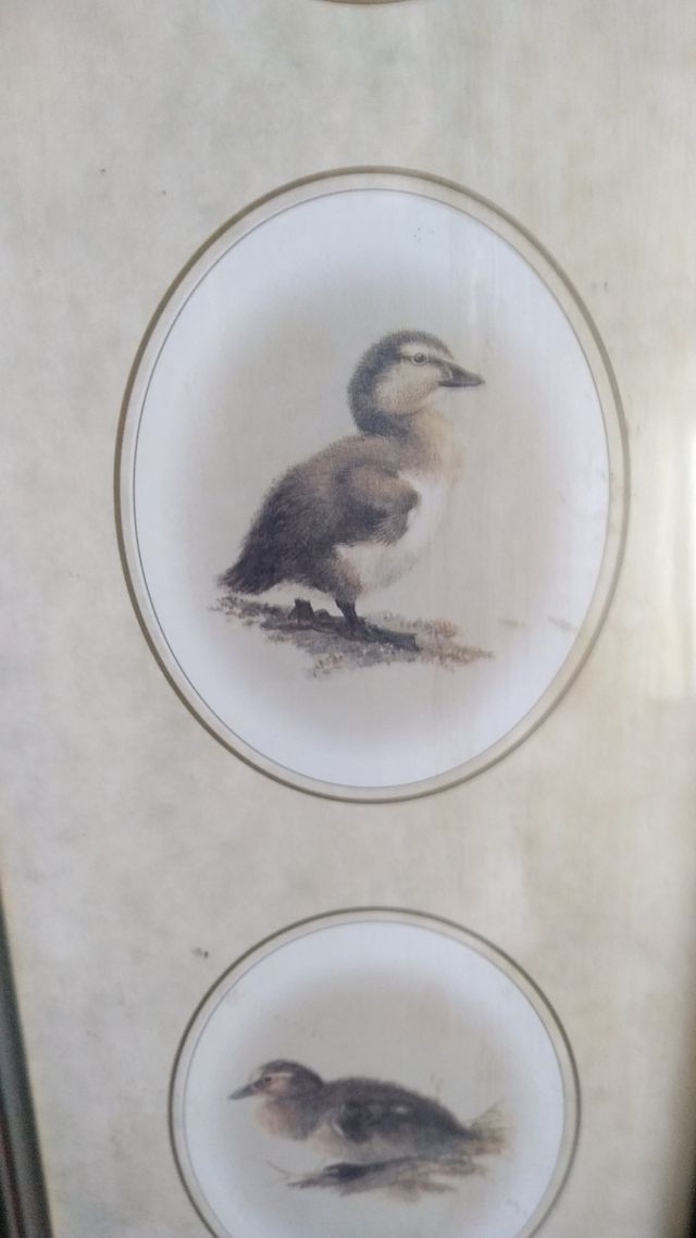 Quadro uccelli vintage