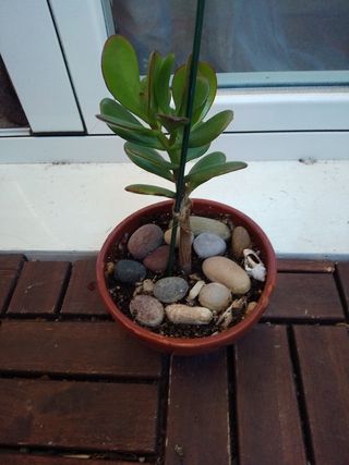 Planta Jade bonsai 