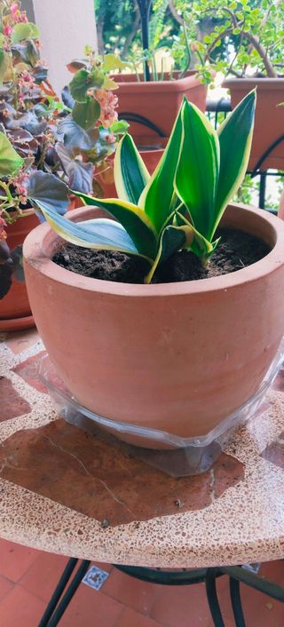 AGAVE PEQUEÑA EN MACETA DE TERRACOTA.