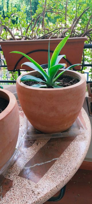 AGAVE PEQUEÑA EN MACETA DE TERRACOTA.