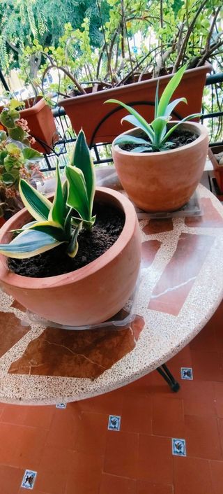 AGAVE PEQUEÑA EN MACETA DE TERRACOTA.