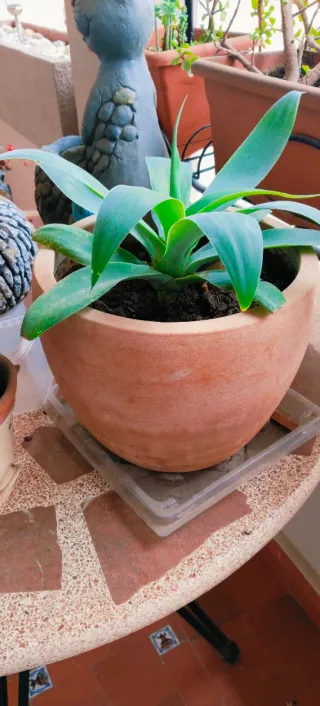 MACETA DE TERRACOTA CON PLANTA.