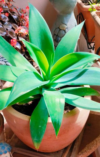 #OFERTA#MACETA DE TERRACOTA CON PLANTA.