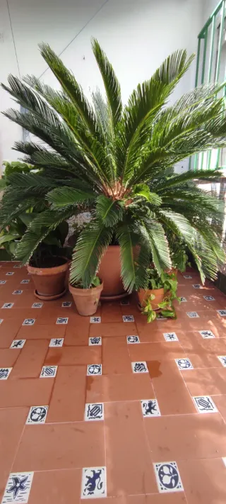 Preciosa Cica Revoluta.