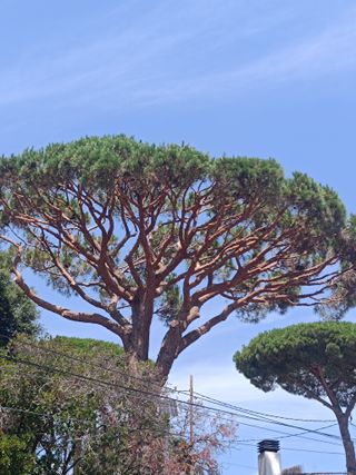 limpieza de árboles palmeras parcelas 
