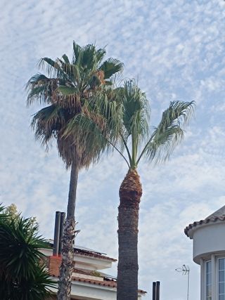 limpieza de árboles palmeras parcelas 