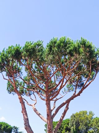 limpieza de árboles palmeras parcelas 