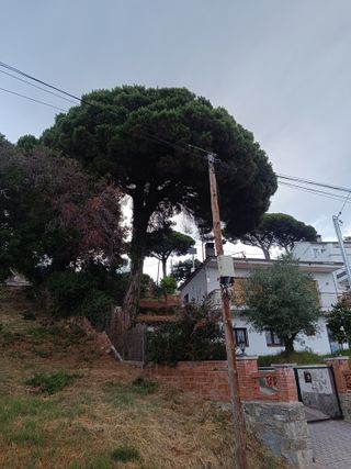 limpieza de árboles palmeras parcelas 