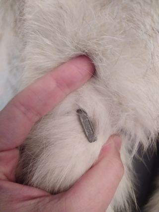 Abrigo de zorro blanco - plateado 