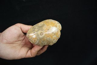 Fósil Coral Hexagonaria