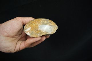 Fósil Coral Hexagonaria