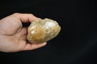 Fósil Coral Hexagonaria