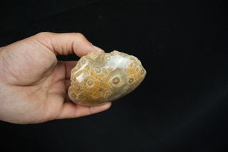 Fósil Coral Hexagonaria