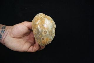 Fósil Coral Hexagonaria