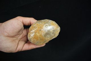 Fósil Coral Hexagonaria