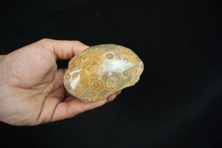 Fósil Coral Hexagonaria