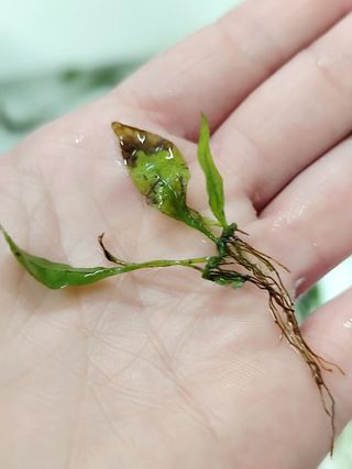 Helechos Java para acuario