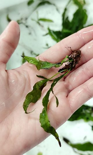 Helechos Java para acuario