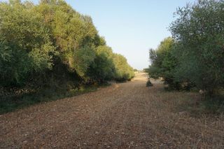 Terreno en venta en Santa Margalida en Santa Margalida