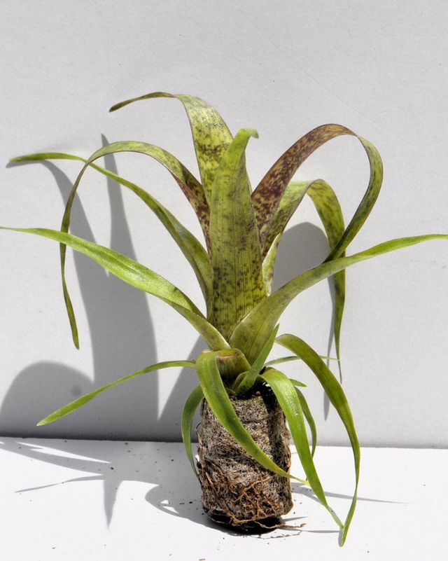 Vriesea 'Red Chestnut' (S) Bromelia 'Castaño Rojo'