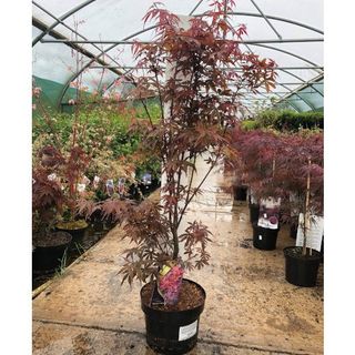Acer palmatum 'Skeeters Broom'