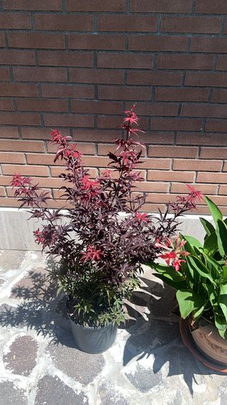 Acer palmatum 'Skeeters Broom'
