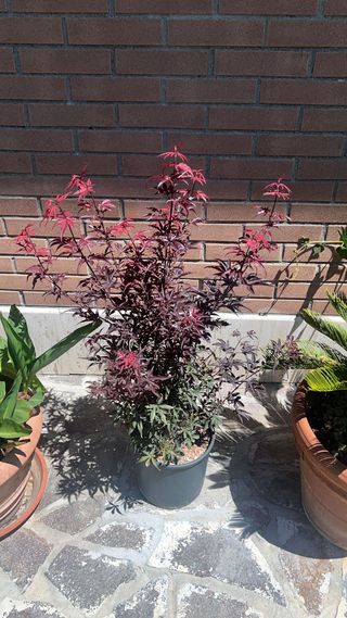 Acer palmatum 'Skeeters Broom'