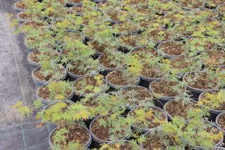 Acer Japonicum Emerald Lace - Piante