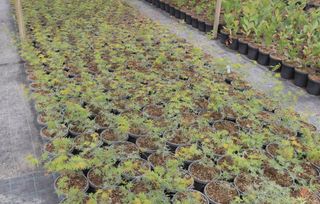 Acer Japonicum Emerald Lace - Piante