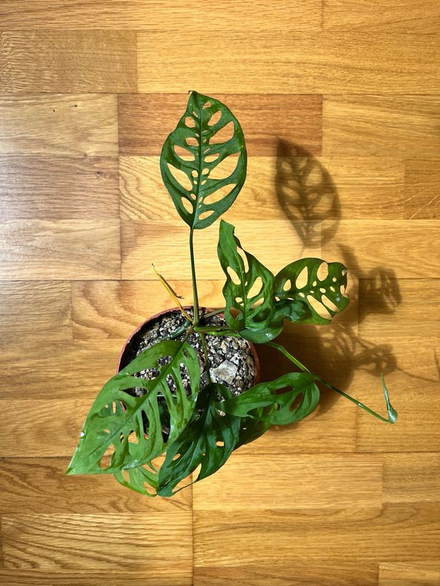 Monstera Adansonii