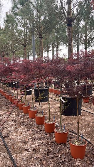 Acero Giapponese Garnet - FOTO REALI