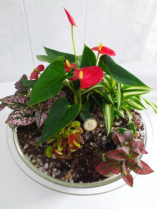 Hago Terrarios Florales