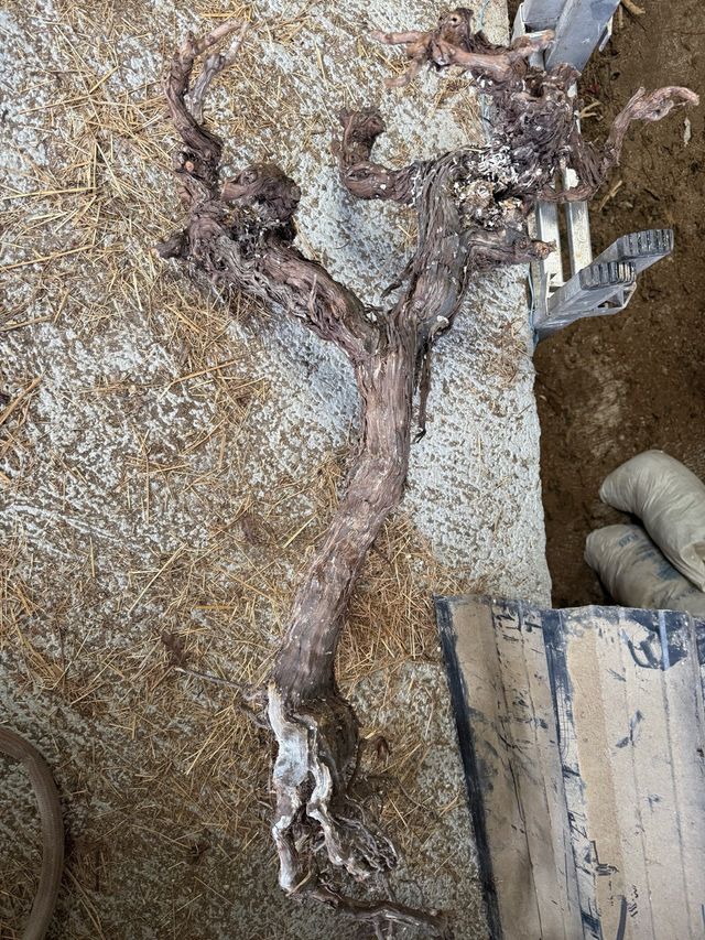 Cepas de vid centenarias