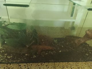 Terrario o Acuario 86x40cm de cristal