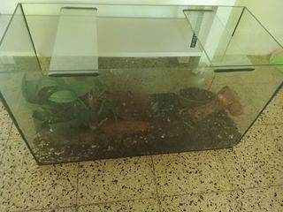 Terrario o Acuario 86x40cm de cristal