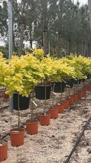 Acero Giapponese ORANGE DREAM (vaso da 9 L) 