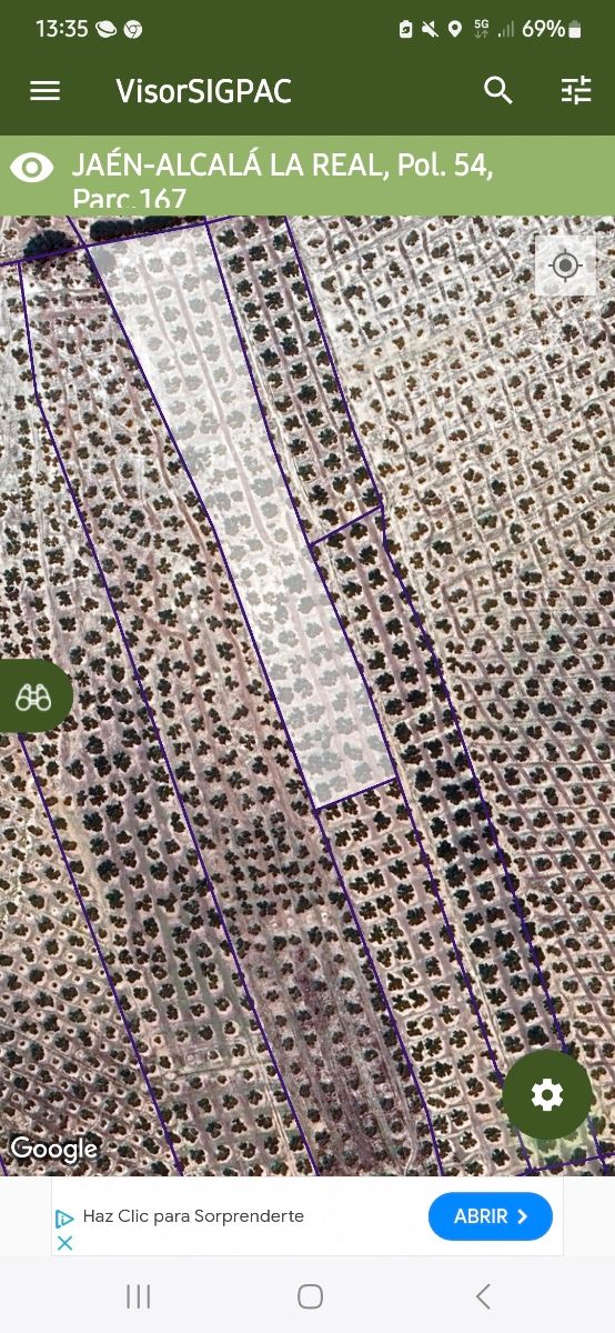 Olivar 99 plantas - Jaén