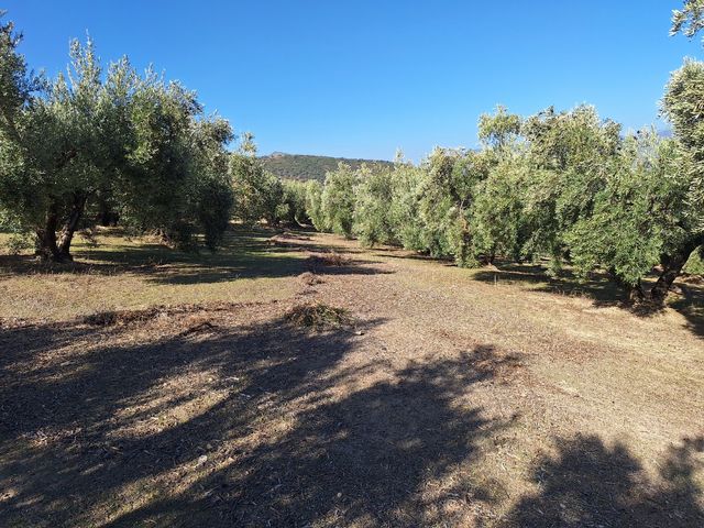Olivar 99 plantas - Jaén