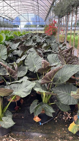 Alocasia Regal Shield (9L)