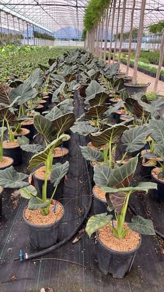 Alocasia Regal Shield (9L)
