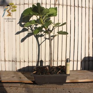 Prebonsai Ficus carica