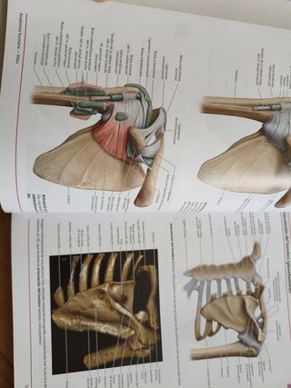 Atlas Anatomía Humana 3 Tomos