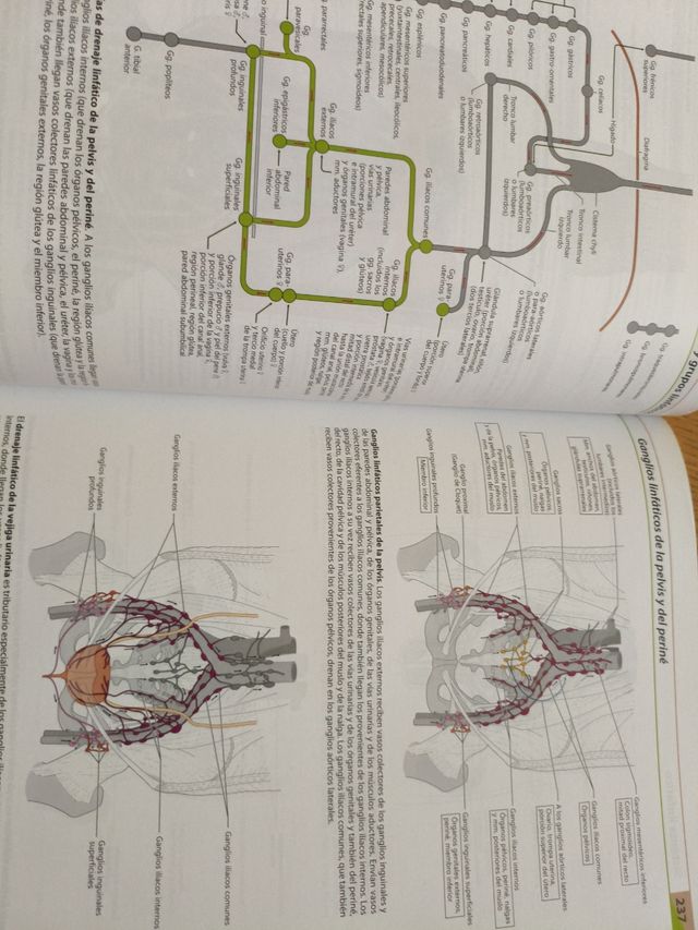Atlas Anatomía Humana