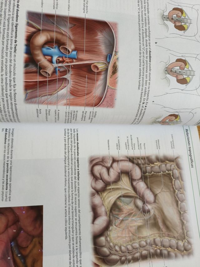 Atlas Anatomía Humana