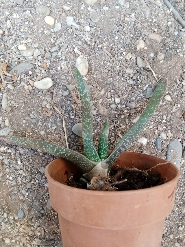 Suculenta Haworthia